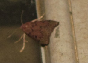 Aphomia sociella (Pyralidae)? S